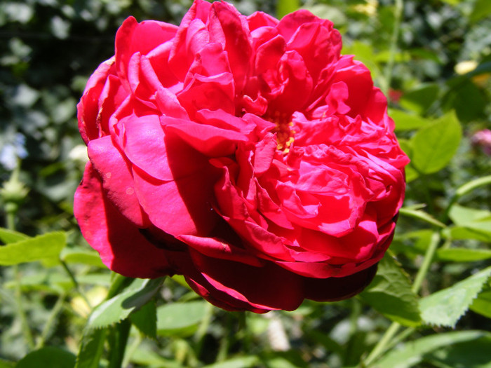 L.D.Braithwaite (AUScrim rose); Shrub(arbust),floare medie- mare,parfum puternic(3-4 din 5 puncte),h 1,05-1,85m
