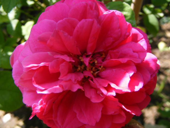 L.D.Braithwaite (AUScrim rose); Shrub(arbust),floare mare,parfum puternic(3-4 din 5 puncte),h 1,05-1,85m
