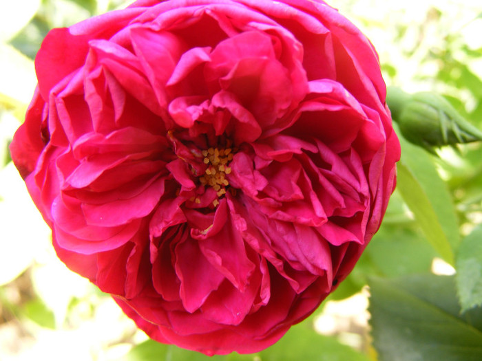 L.D.Braithwaite (AUScrim rose); Shrub(arbust),floare medie- mare,parfum puternic(3-4 din 5 puncte),h 1,05-1,85m
