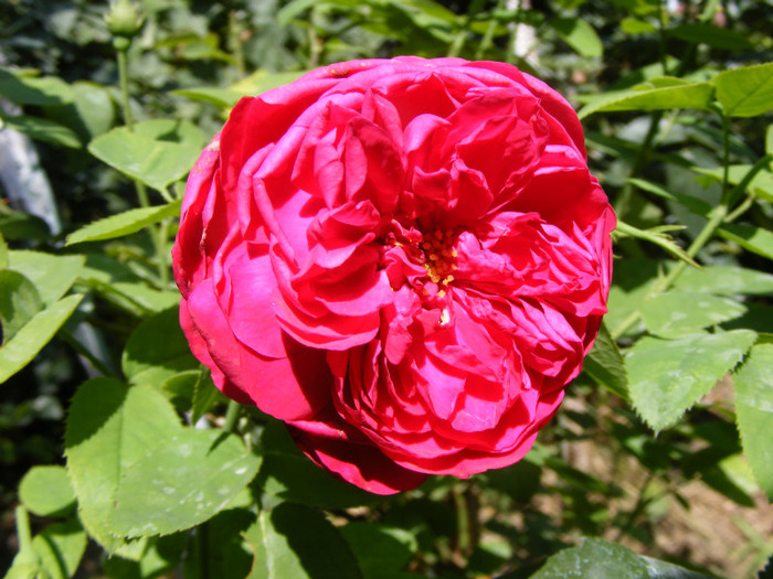 L.D.Braithwaite (AUScrim rose); Shrub(arbust),floare medie- mare,parfum puternic(3-4 din 5 puncte),h 1,05-1,85m
