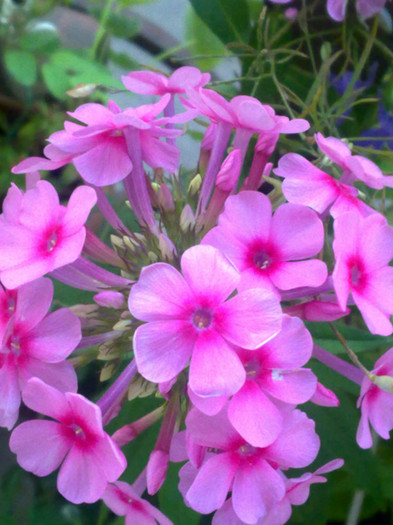 Phlox jul - Vara 2011