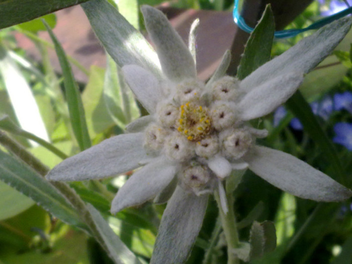 Floare de colt (Bakker)