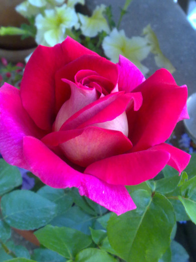 Trandafir in 2 culori , petunii galbene - Vara 2011