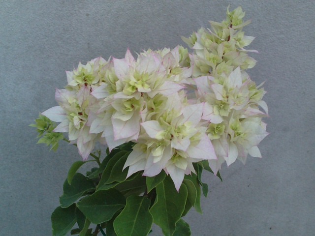 buga alba cu roz batuta - Bougainvillea