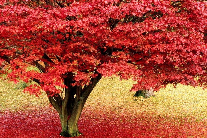 Maple Tree in Autumn. Lake District, Cumbria, England