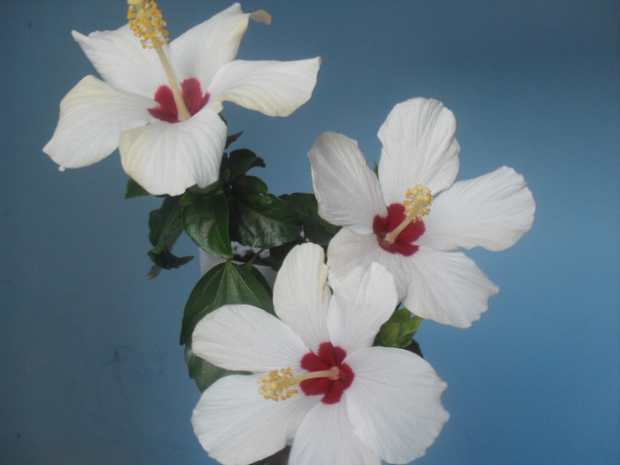 CAIRO WHITE 25.07.2011