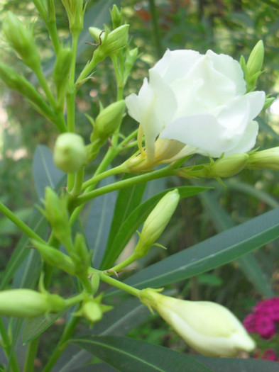 SDC15217 - NERIUM OLEANDER -Leandru