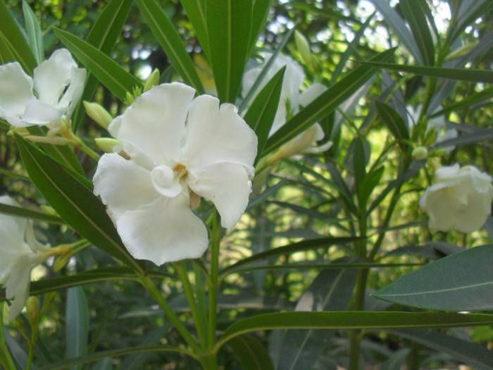 SDC15219 - NERIUM OLEANDER -Leandru