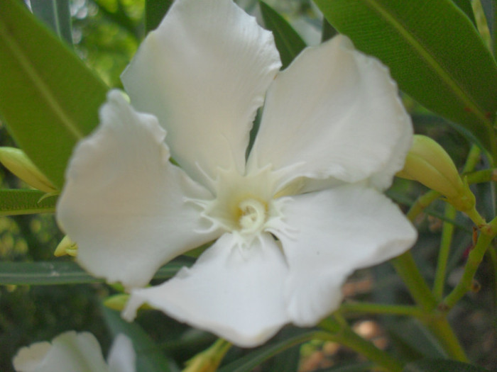 SDC15220 - NERIUM OLEANDER -Leandru