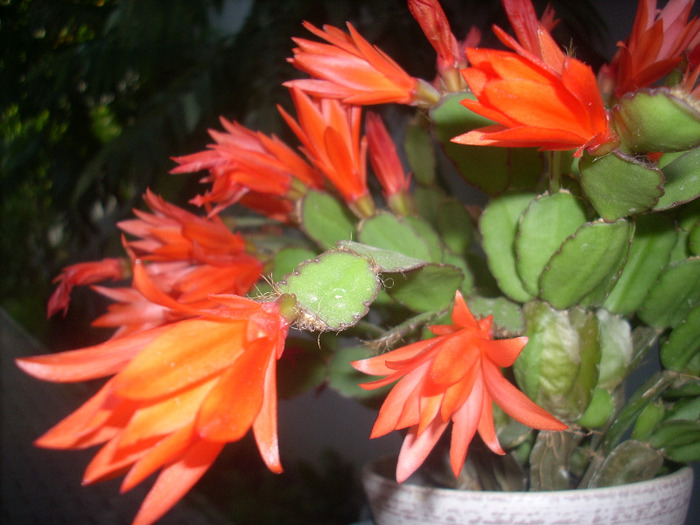 Schlumbergera in iulie