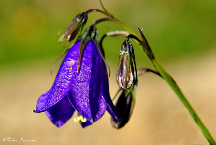 campanula - Bucegi 22-24 iulie 2011