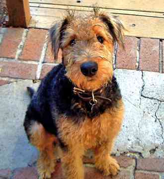 1(Airedale Terrier) - ia spuneti-mi