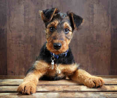 3(Airedale Terrier)