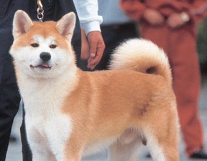 SweetyBya(Akita Inu)