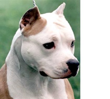 7(American Staffordshire Terrier)