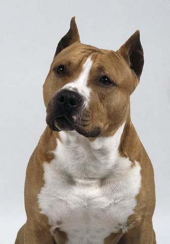 9(American Staffordshire Terrier)