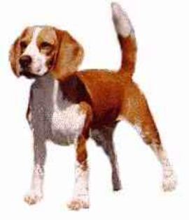 25(Beagle)