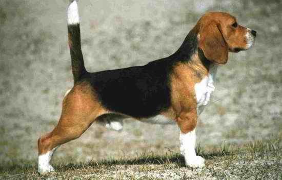 26(Beagle)