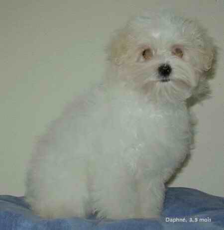 30(Bichon Bolognez)