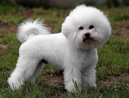 mimishor93 (Bichon Frise)