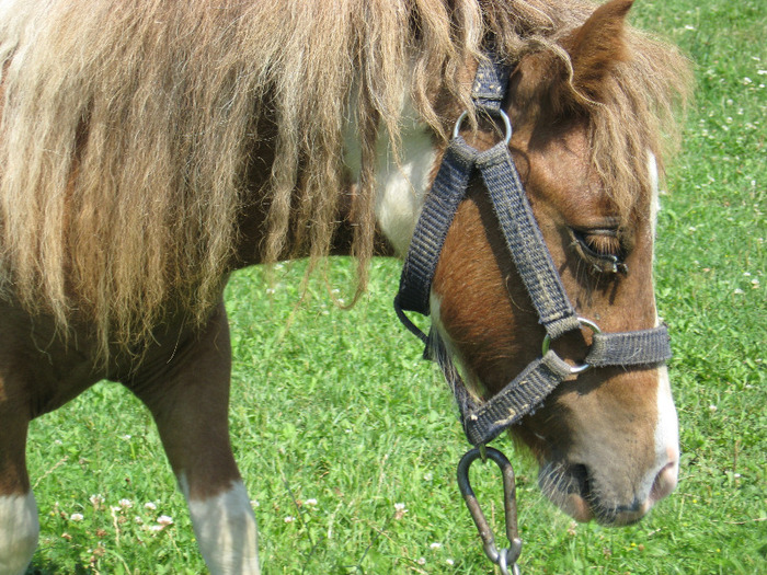 IMG_2749 - VANZARI PONEI