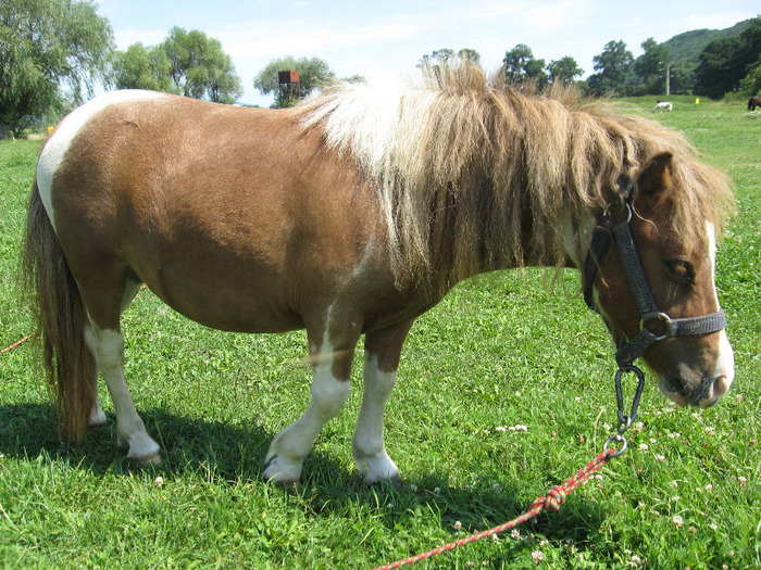 IMG_2738 - VANZARI PONEI