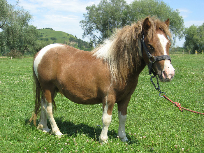 IMG_2748 - VANZARI PONEI