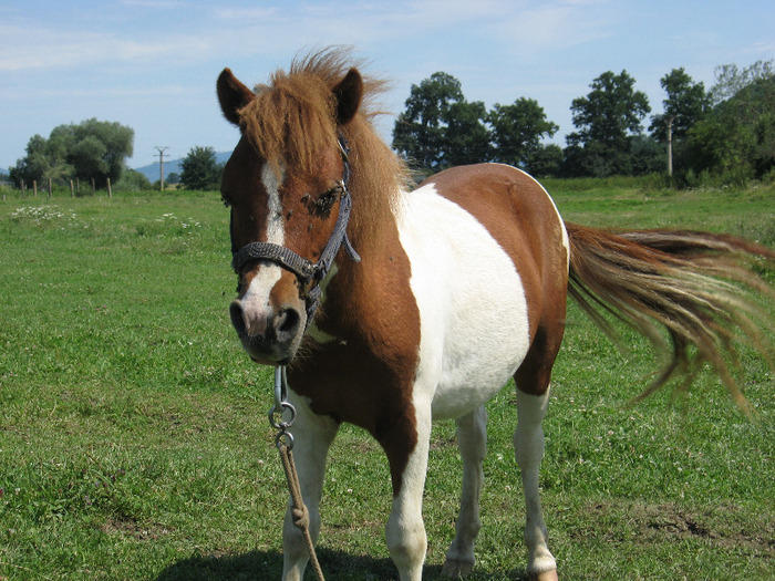 IMG_2770 - VANZARI PONEI