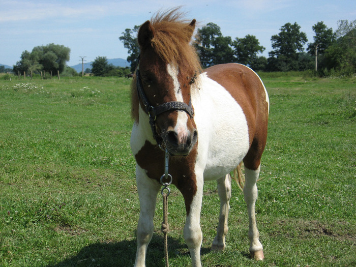 IMG_2771 - VANZARI PONEI