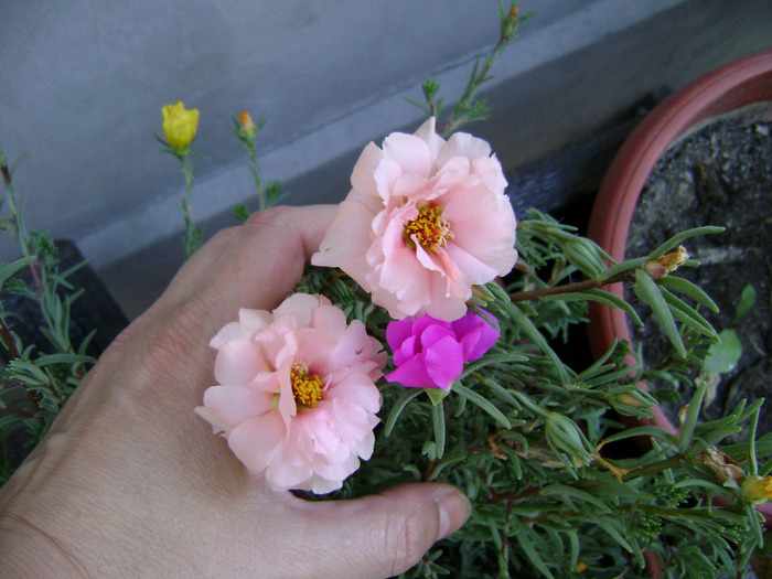 DSC07273 - Floarea de piatra - Portulaca grandiflora