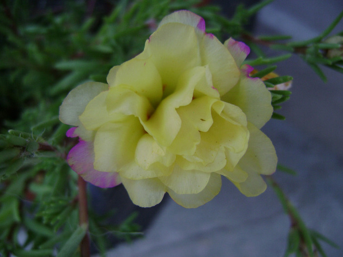 DSC07274 - Floarea de piatra - Portulaca grandiflora