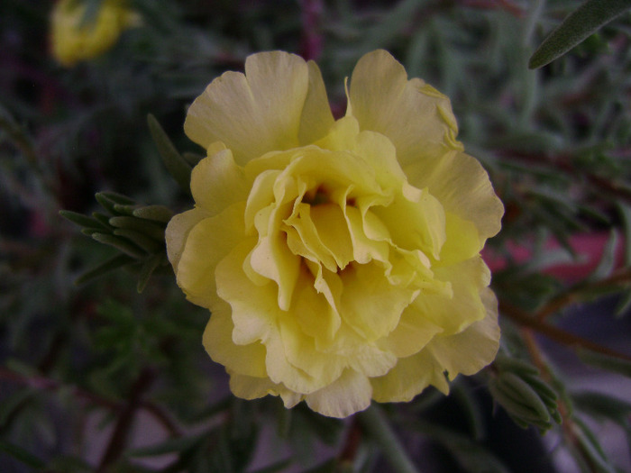 DSC07275 - Floarea de piatra - Portulaca grandiflora