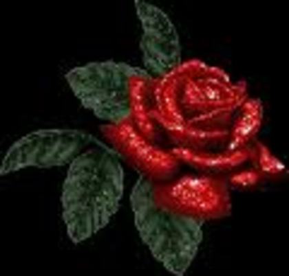 xMeandYoux - 0 Alege un trandafir 0
