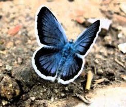 xmagicsummermag, kelly - 0 Alege un fluture 0