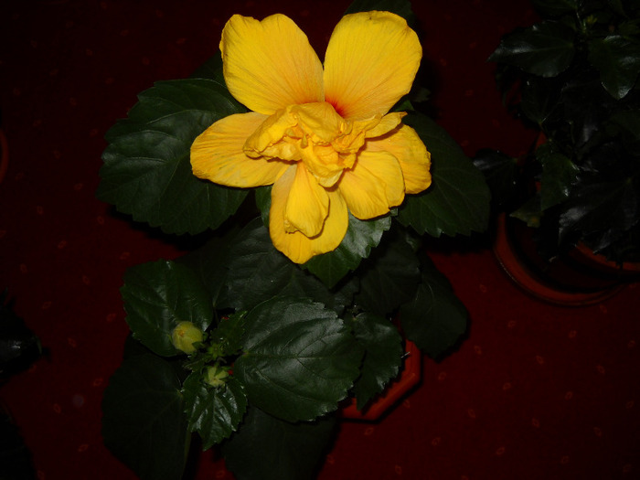hibiscus dublu.7.mai.2011,inflorit-Pierdut