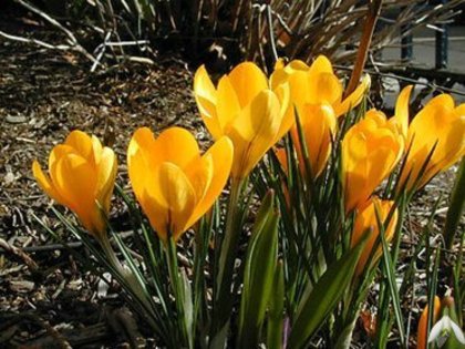 Albastru - 0 Alege o floare 0