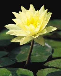 AdelinaGirl - 0 Alege o floare 0