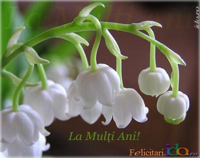 Sondaj - 0 Alege o floare 0