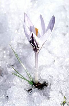 sekai - 0 Alege o floare 0