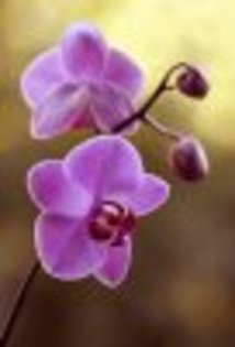 flori frumoase (72) - 0 Alege o floare 0