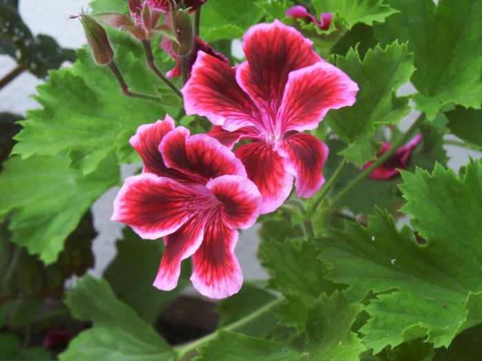 Sukwon - 0 Alege o floare 0