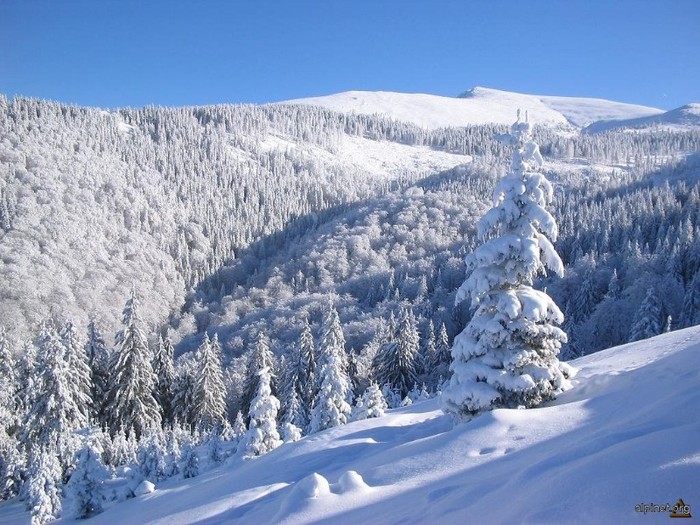 flori frumoase (79) - 0 Alege o floare 0