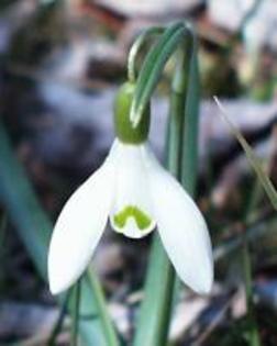 flori frumoase (85) - 0 Alege o floare 0