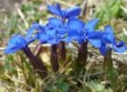 flori frumoase (90) - 0 Alege o floare 0