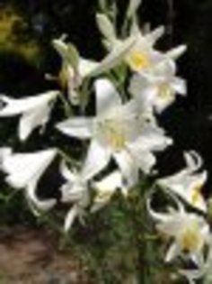 flori frumoase (91) - 0 Alege o floare 0