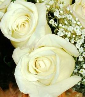 flori frumoase (93) - 0 Alege o floare 0