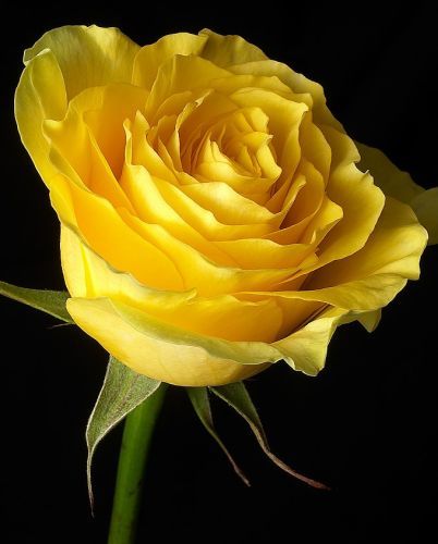 flori frumoase (51) - 0 Alege o floare 0