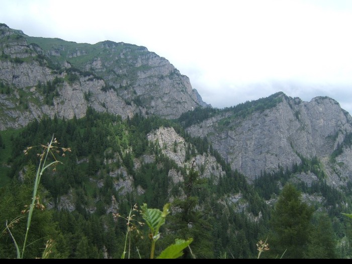 flori frumoase (3) - 0 Alege o floare 0