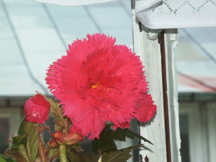 flori frumoase (7) - 0 Alege o floare 0