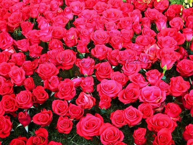 xmagicsummermag - 0 Alege o floare 0